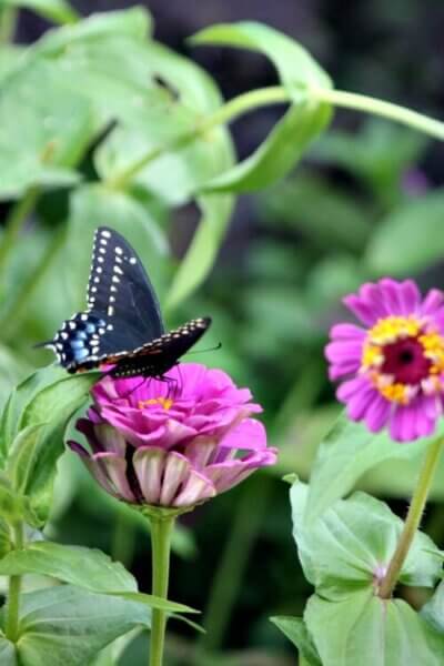 Dreaming of the garden in winter makes me think about my pink zinnia plants and the butterflies they attracted.