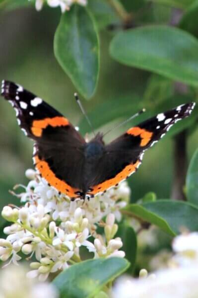 Dreaming of the garden in winter reminds me of the fragrant tree that grew over my patio garden.