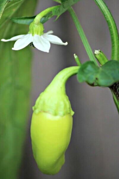 Dreaming of the garden in winter makes me think of the pepper plants I've grown.