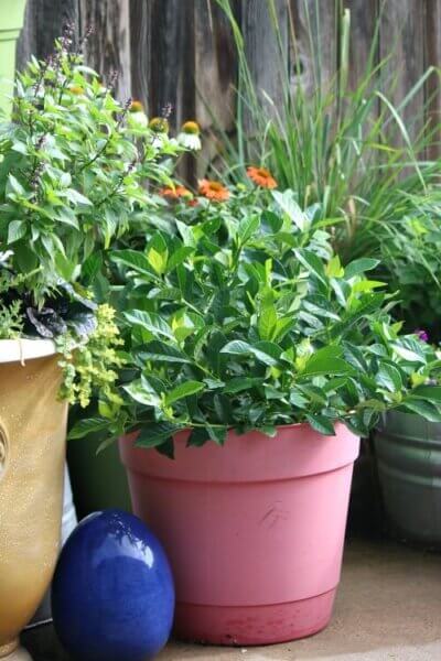 Dreaming of the garden in winter reminds me of gardenia plant I once had.