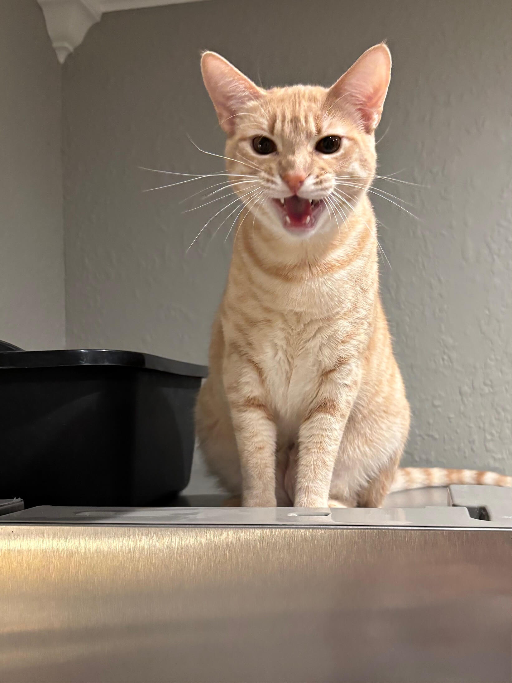 Daisy meowing on top of my refrigerator.