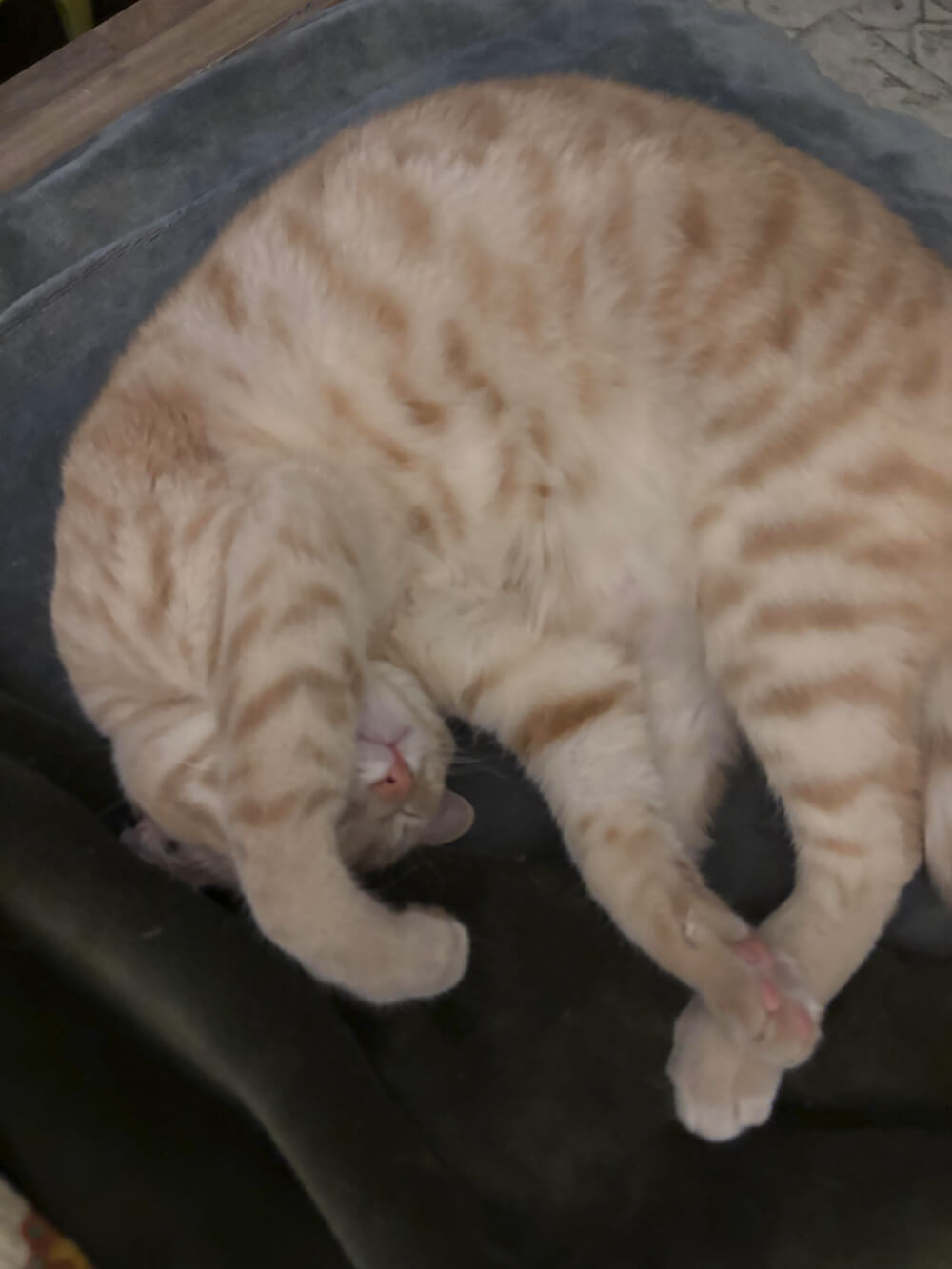 Daisy is curled up asleep on a blanket.