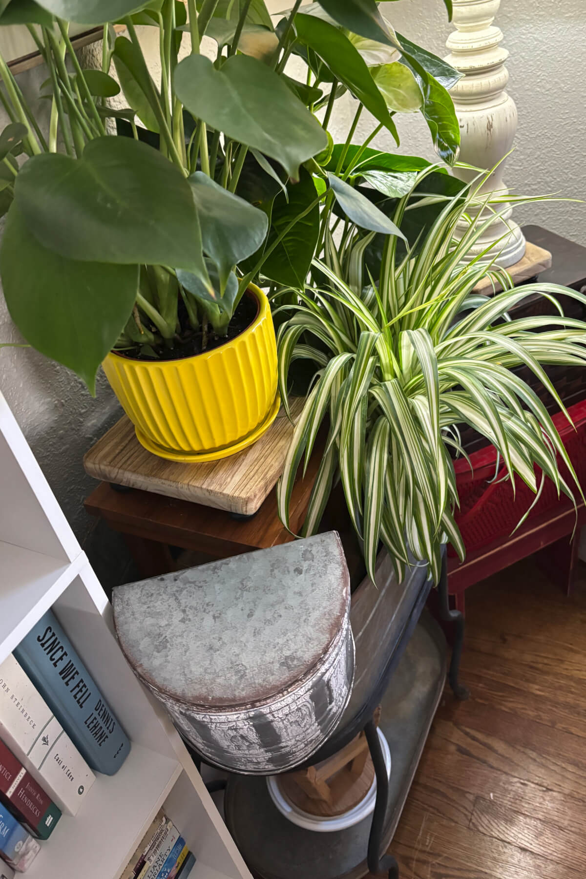 Building a cat fortress meant I just kept adding things to give the houseplants height.