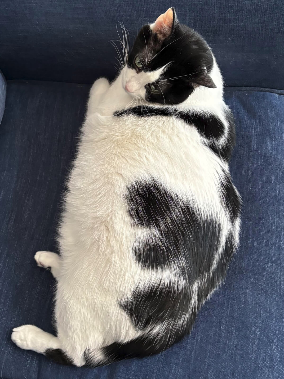 Ivy enjoys a perfect winter day on a chair in the back room that has two walls of windows.