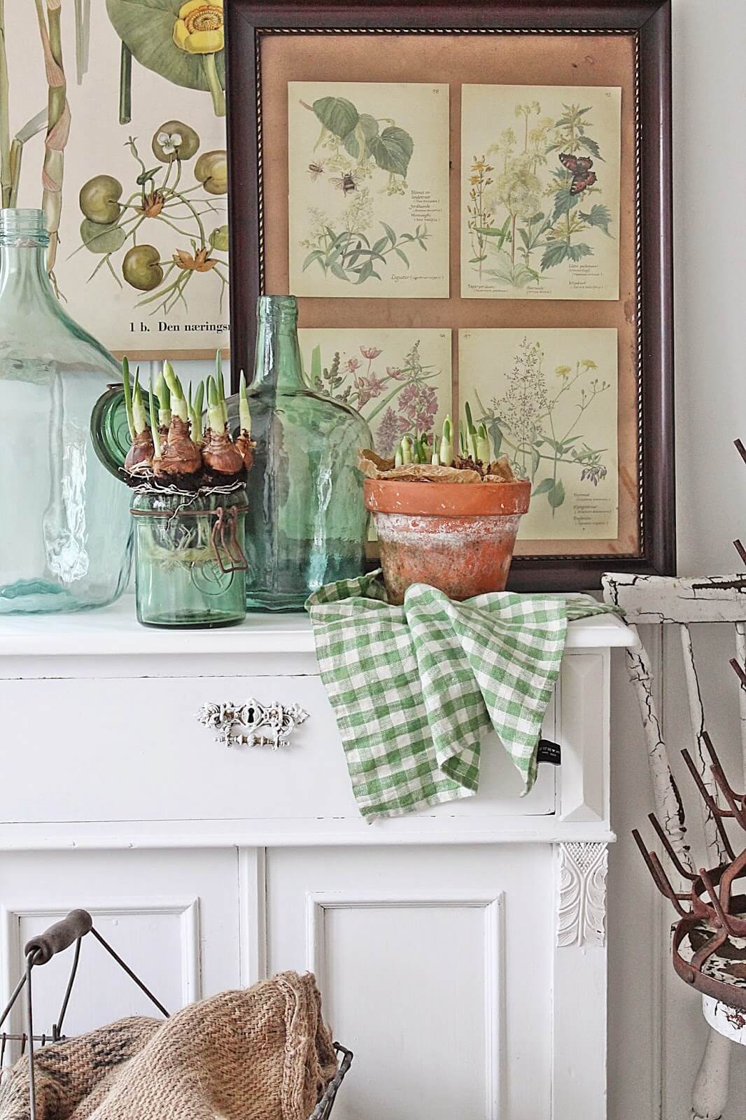 Forcing spring bulbs, large glass jars, and botanical prints.