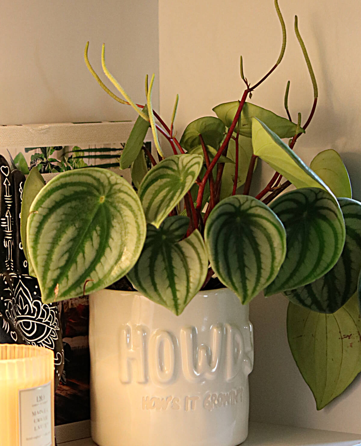 House plant in the bookshelves.