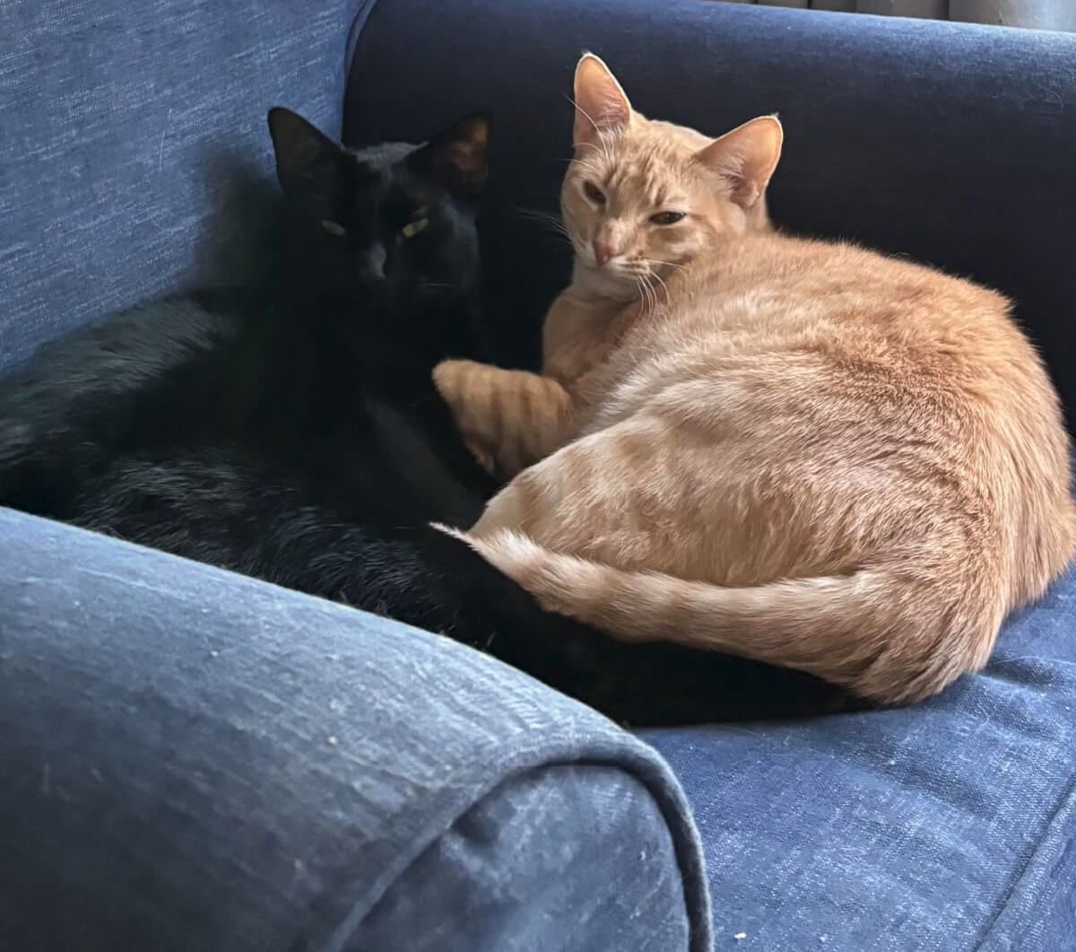 Simon & Daisy in a blue chair in the back room.