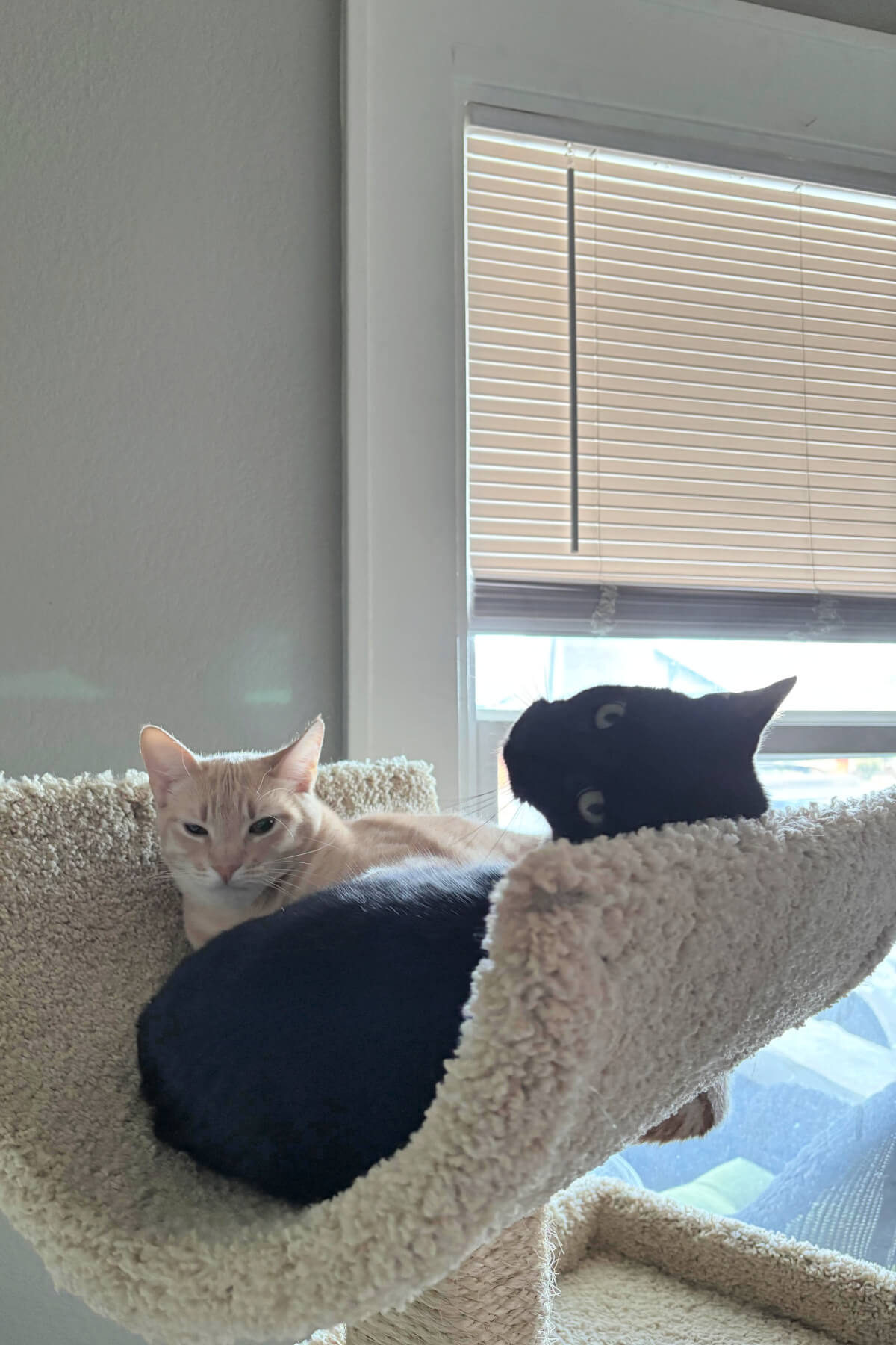 Daisy and Simon in the guest room.