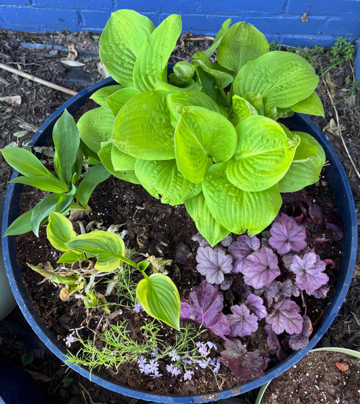 My Front Flower Beds 2026 with hostas and coral bells in a blue pot.