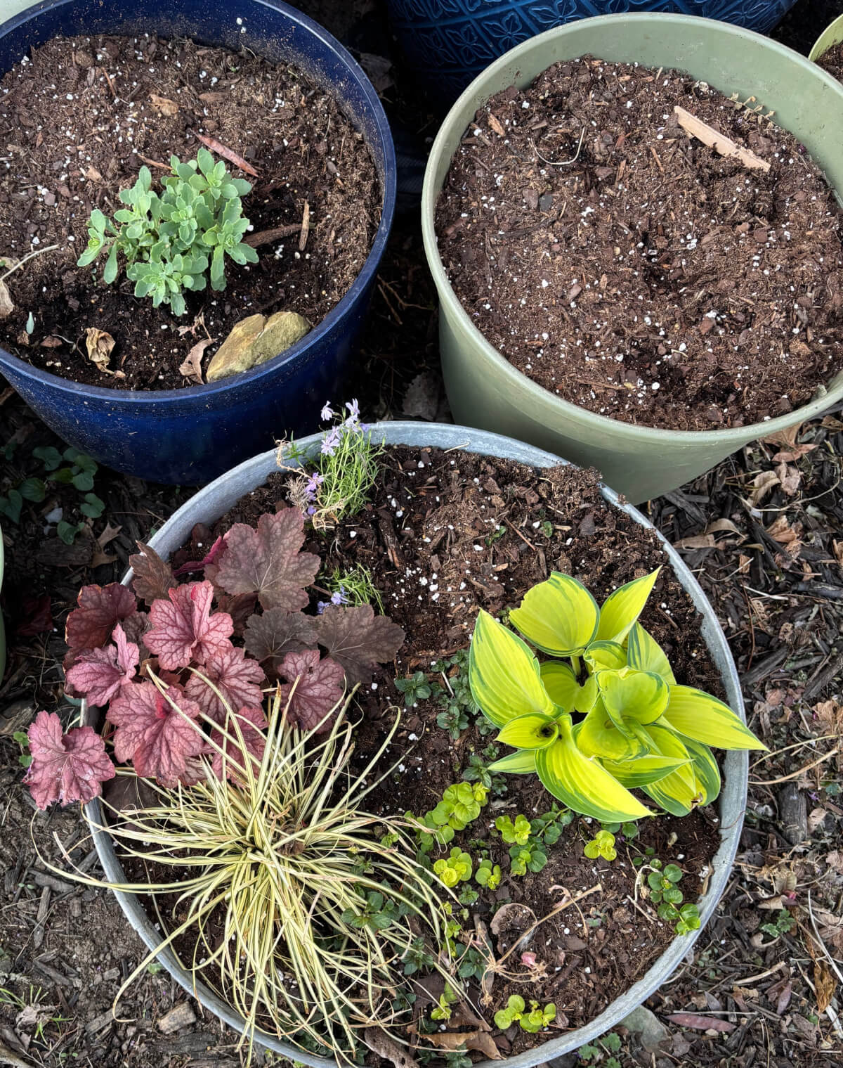 One pot has sedum, and one is empty until I plant seeds. The galvanized container has coral bells, ornamental grass, hosta, phlox, chocolate mint, and golden pennies. 
