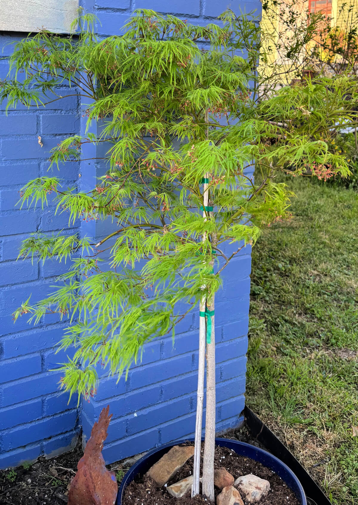 My Japanese maple planted in a blue pot.