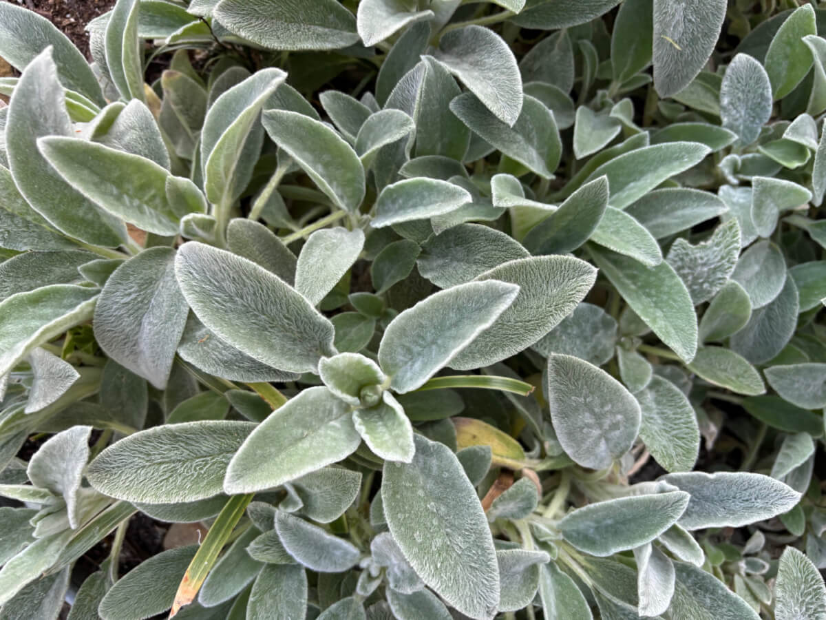 A galvanized container full of lamb's ear.