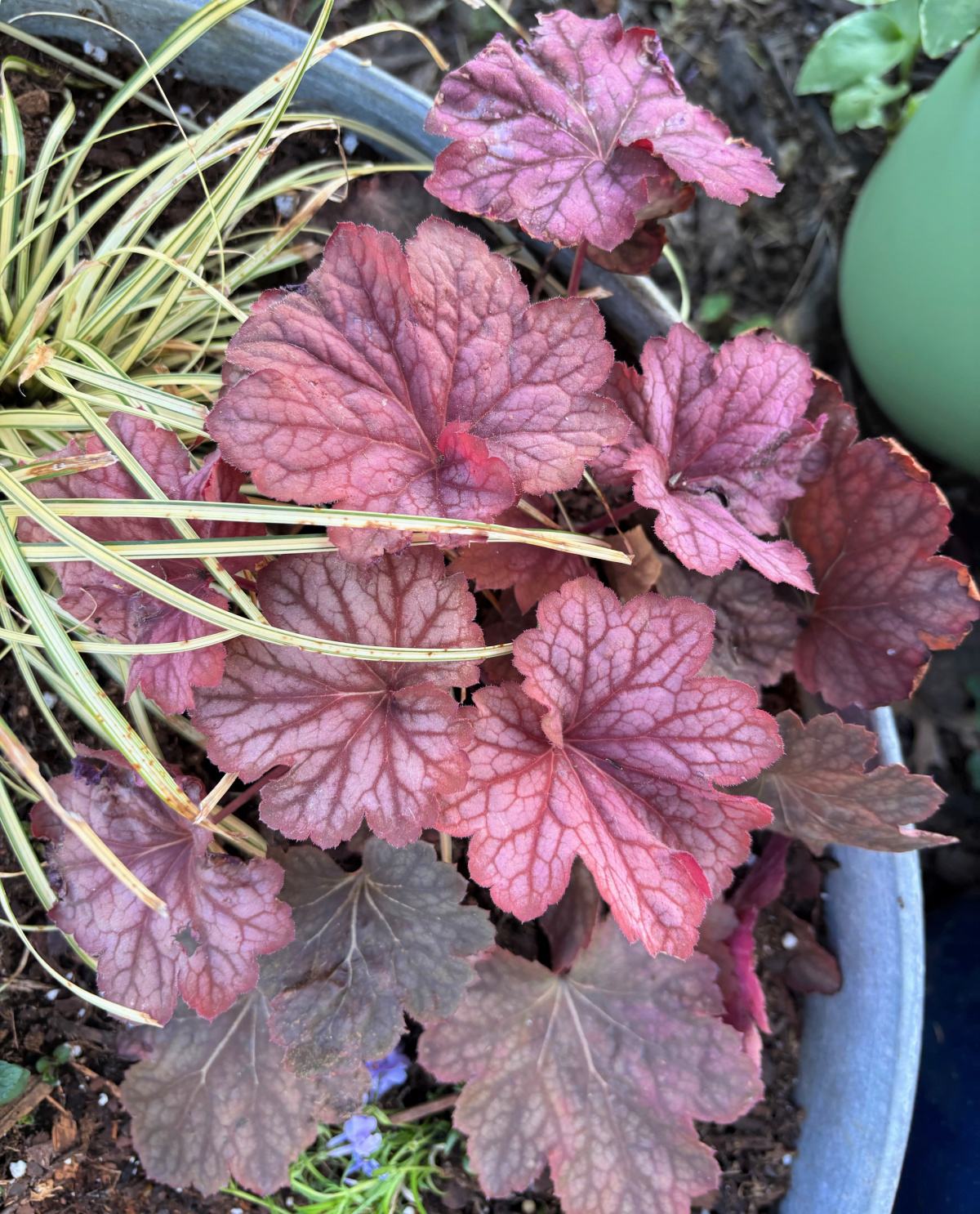 My Front Flower Beds 2026 have various colored coral bell plants.