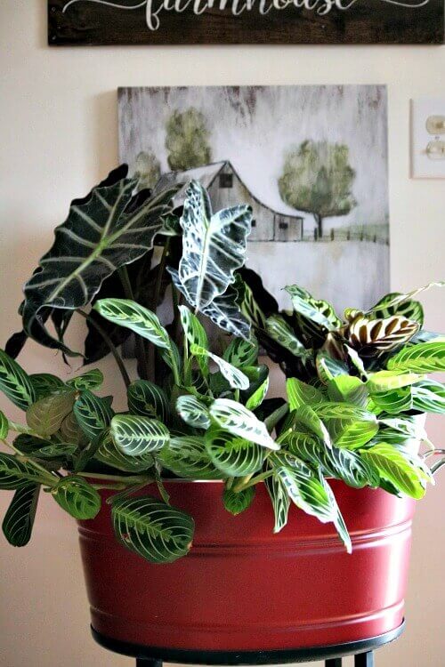 Red beverage tub with various house plants.