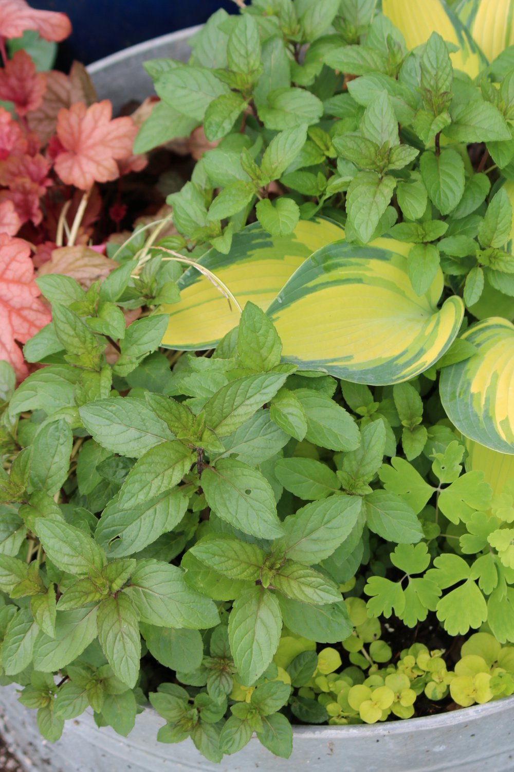 A sudden change in garden plans does not include the perennials that are coming up below. There are coral bells, hosta, and mint in this container.