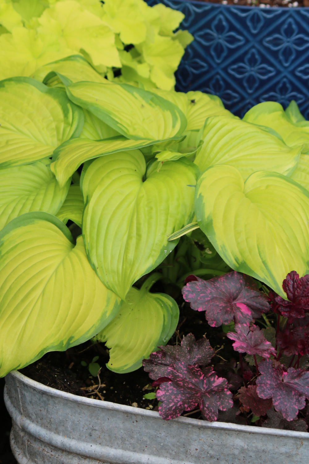Hosta and coral bells in one pot below.