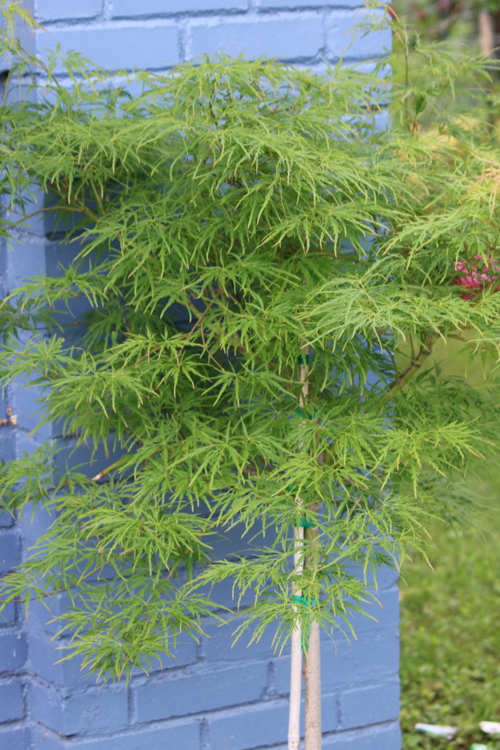 A sudden change in garden plans does not affect the little Japanese Maple tree I bought and planted in a pot last year.