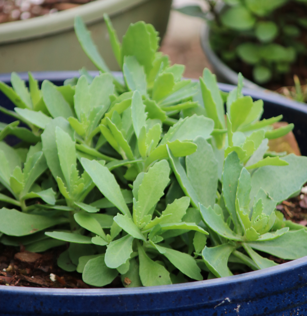 Sedum in a blue pot.