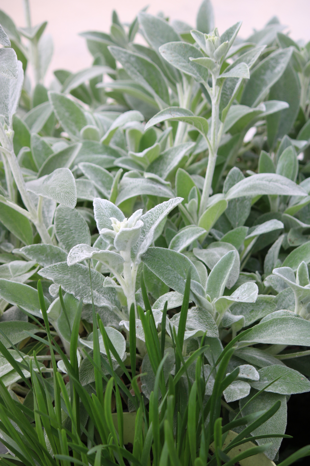 A sudden change in garden plans does not figure in to this wonderful container nearly full of Lamb's Ear.