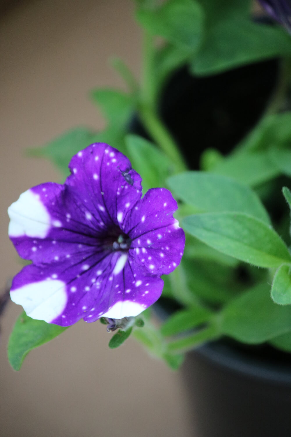 A purple and white spotted petunia.