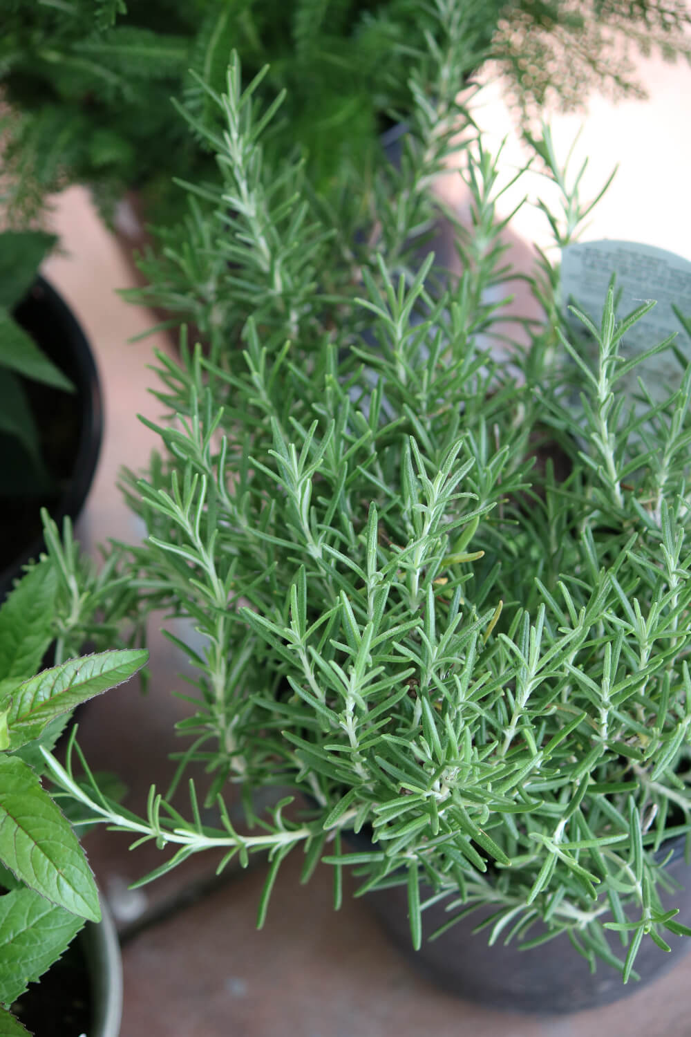 The herb rosemary I'm about to plant.