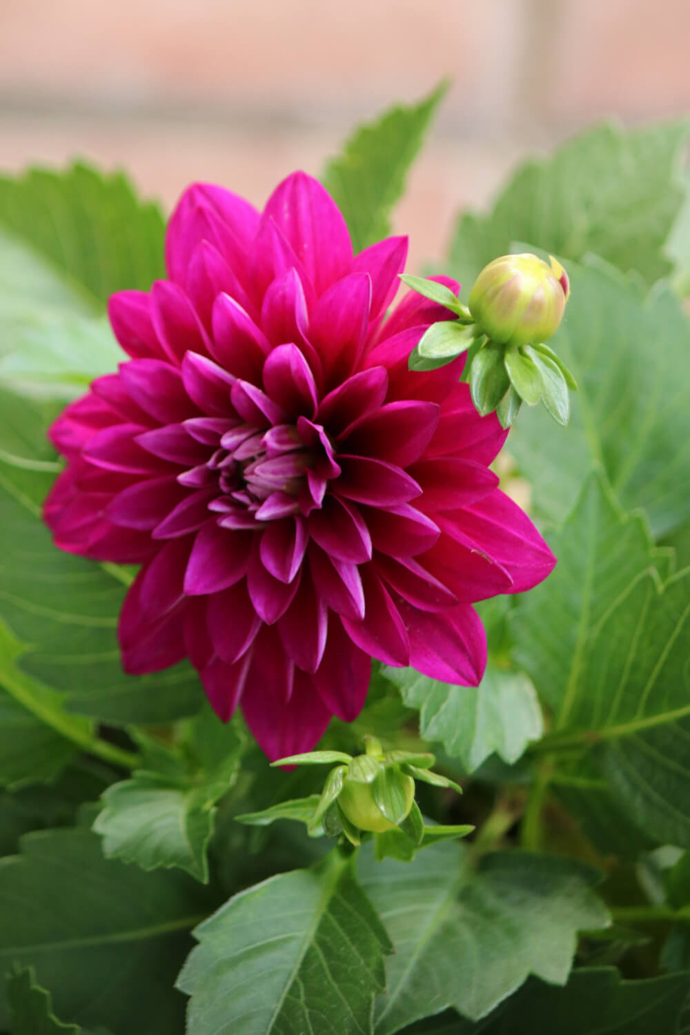 I'm just sharing my journey by planting the deep pink dahlia plant.