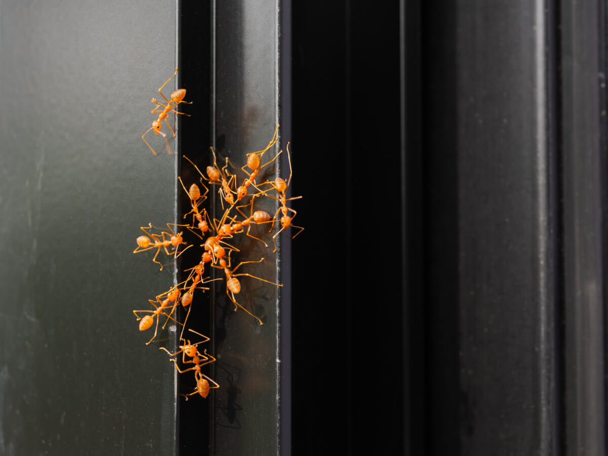 Ants trying to get inside a home.