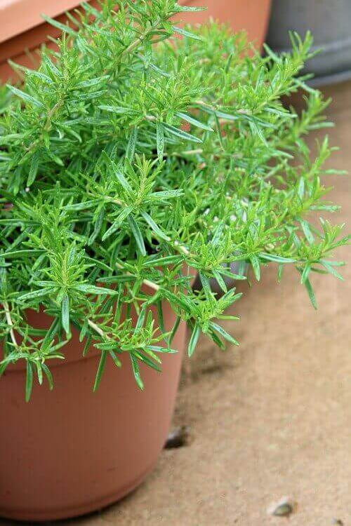 A pot of rosemary on my patio.