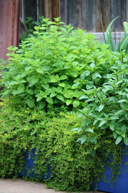 I found a fun & practical way to grow herbs on my patio in a raised bed.