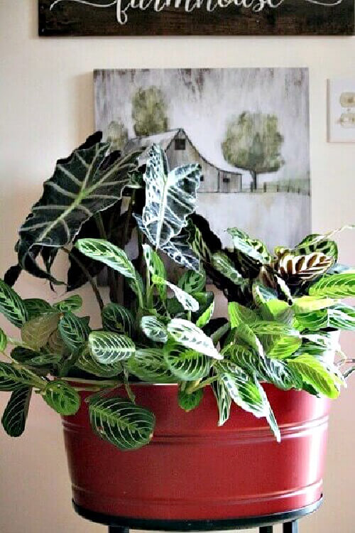 How to use red in your home might be by using a red beverage tub to hold  house plants.