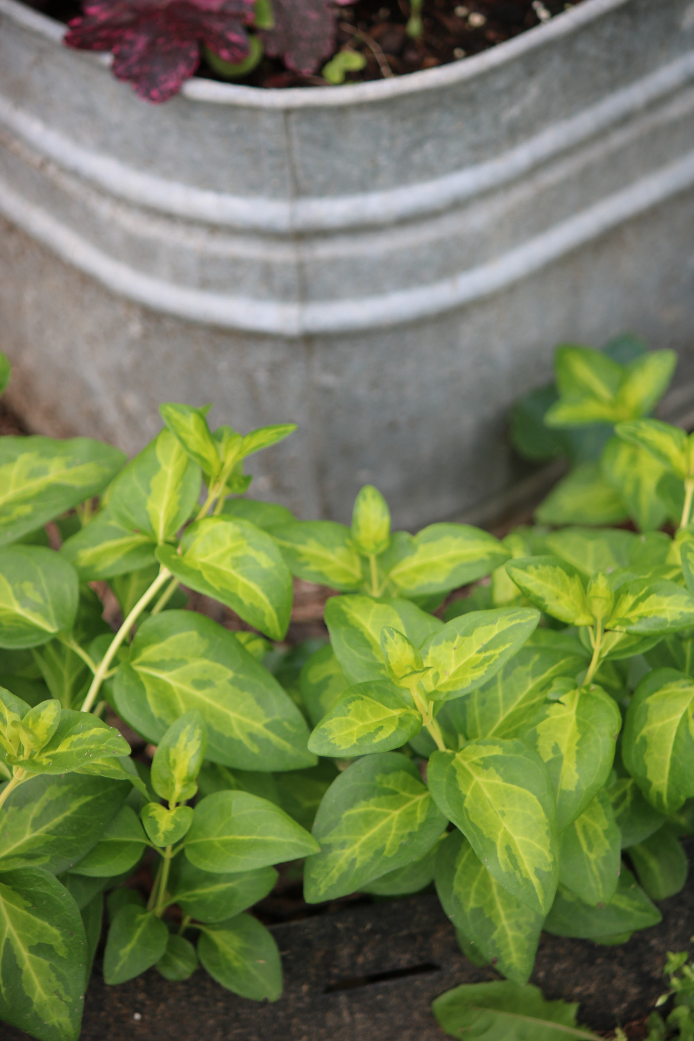 Variegated vinca growing around a galvanized tub.