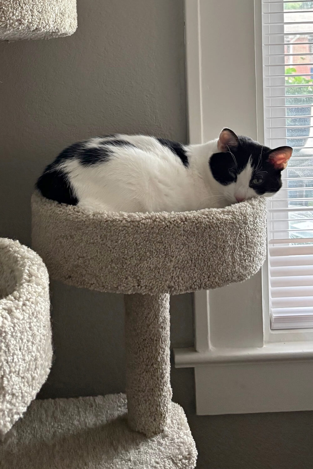 Ivy laying in the cat tree.