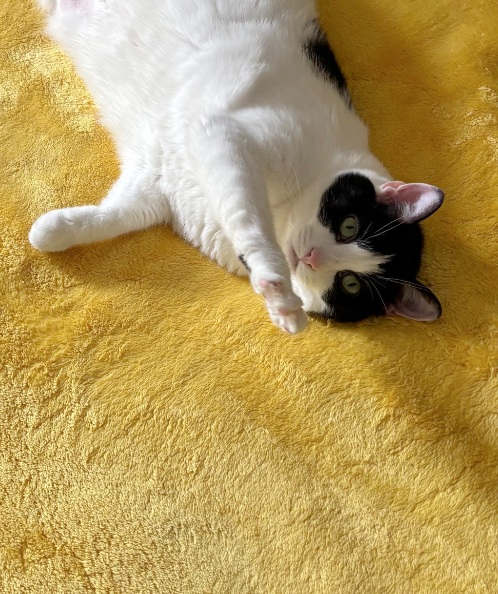 Ivy on a yellow-gold blanket with one paw reaching toward me.