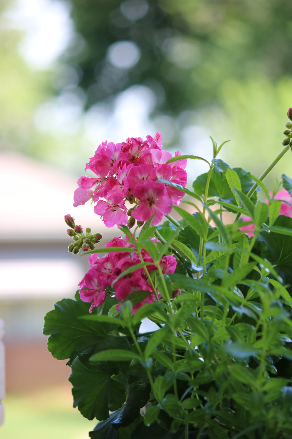 Last year's pink geranium.