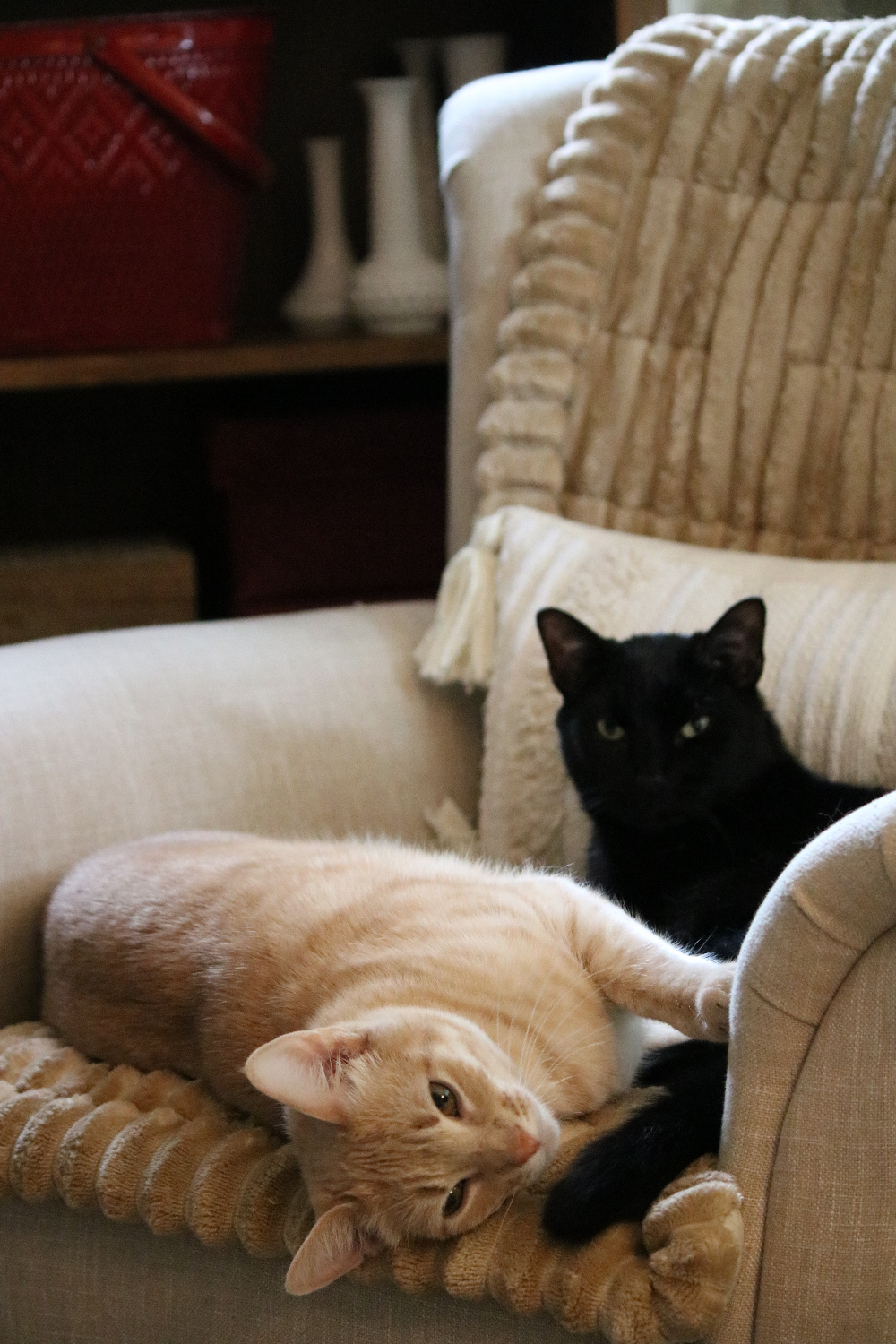 In the missing cats and the pet psychic, this is Daisy and Simon together in the living room chair.