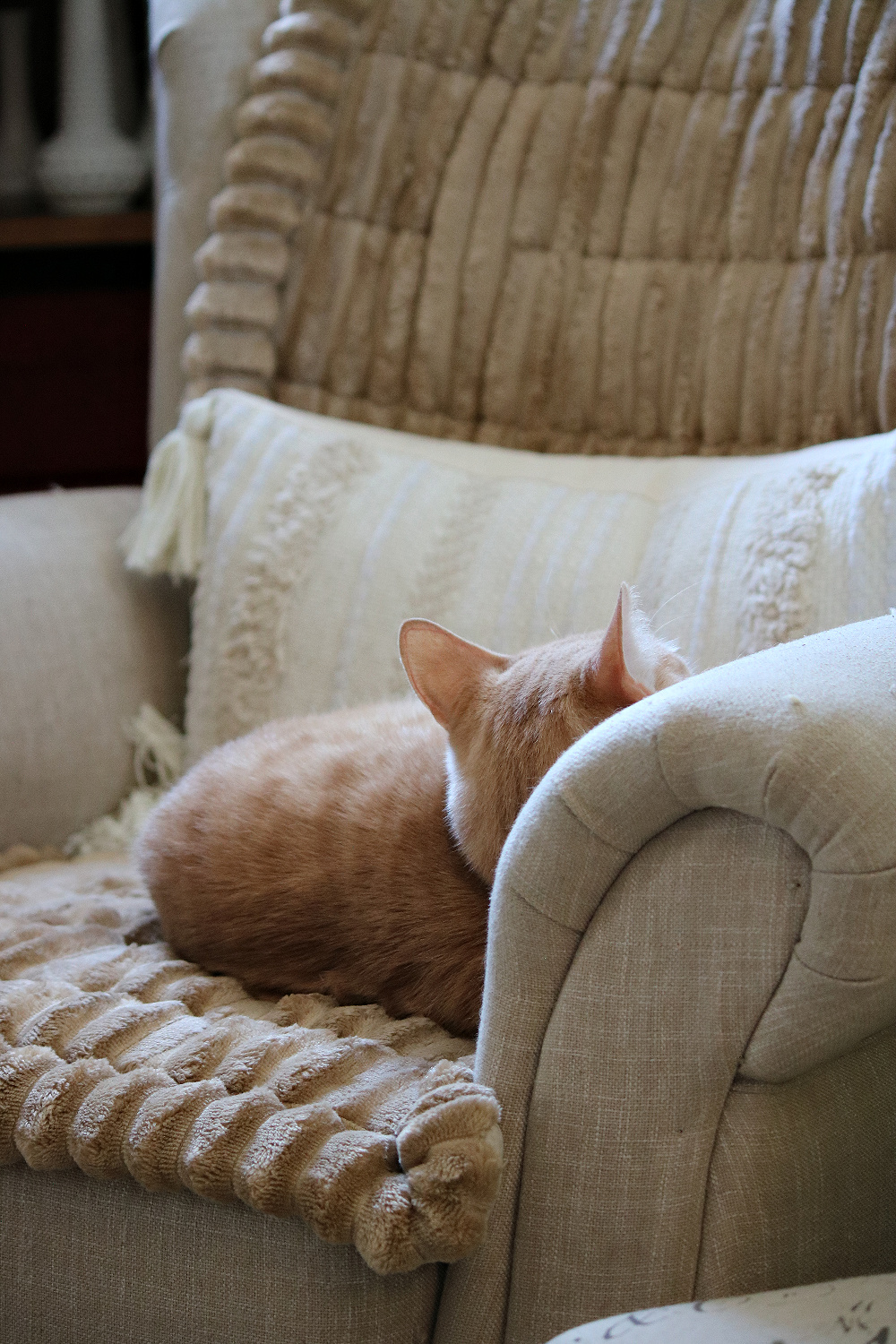 In the missing cats and the pet psychic, Daisy came out of hiding and I was so relieved.