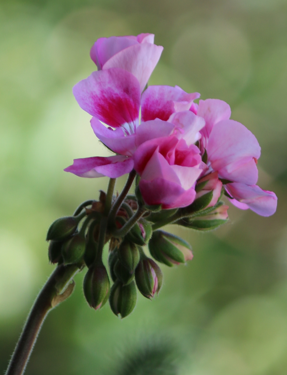 In Mother's Day, Cats & the Container Garden, this is one of my pink geraniums up on the porch.