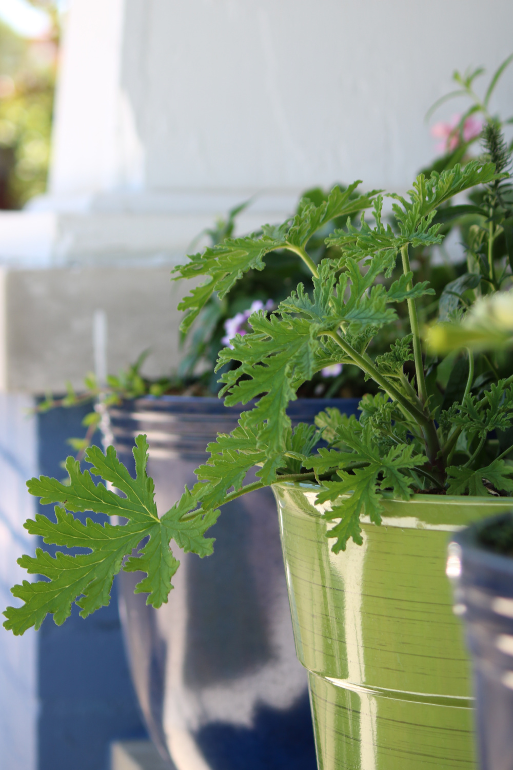 A citronella plant in a pot on the porch.