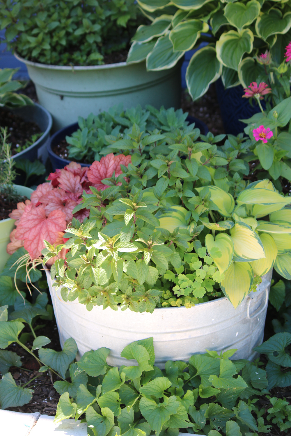 In Mother's Day, Cats & the Container Garden, this is one of my garden containers, a galvanized tub.