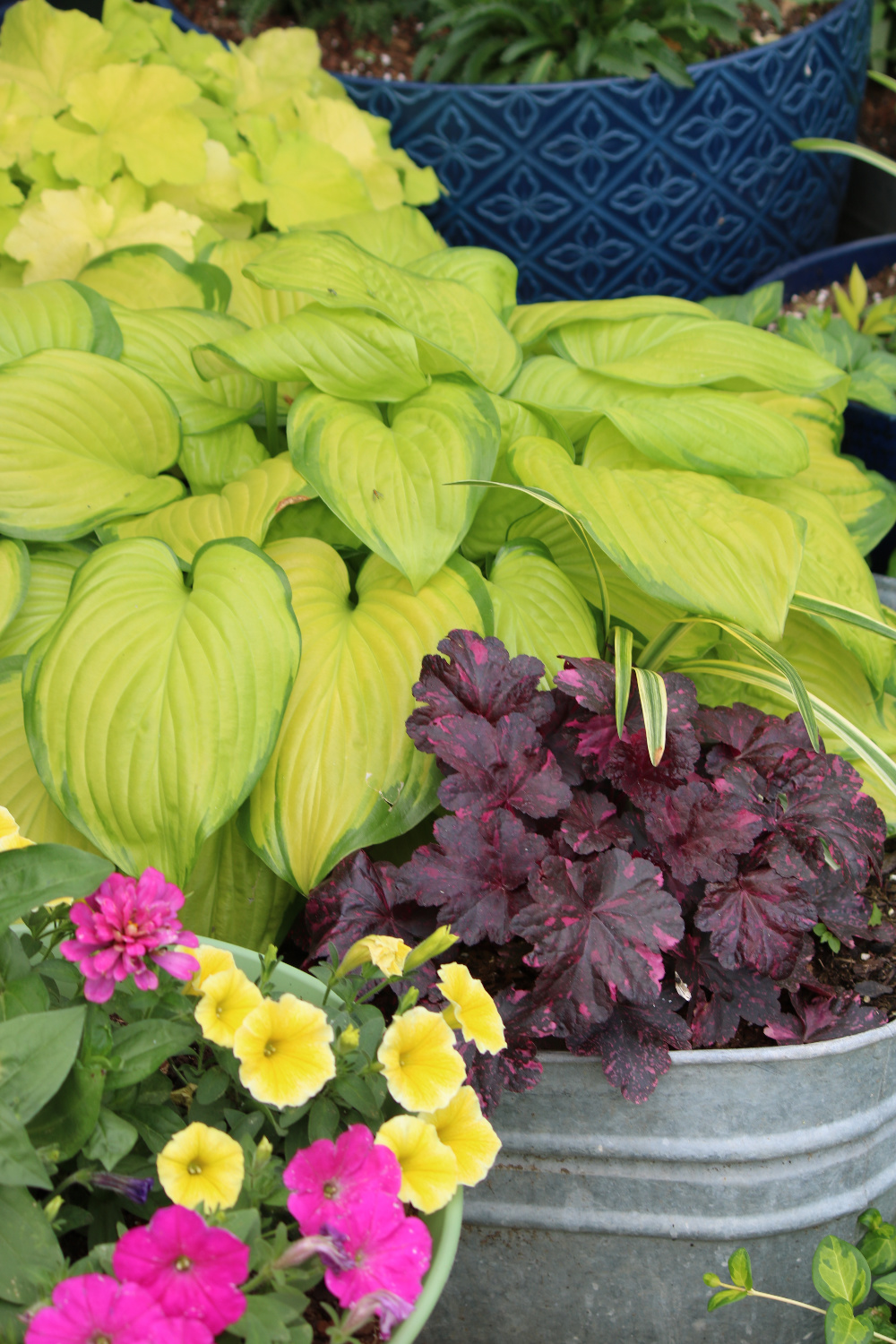 My plants in the front; hosta, coral bells, yellow petunias, and pink zinnias in a galvanized tub.
