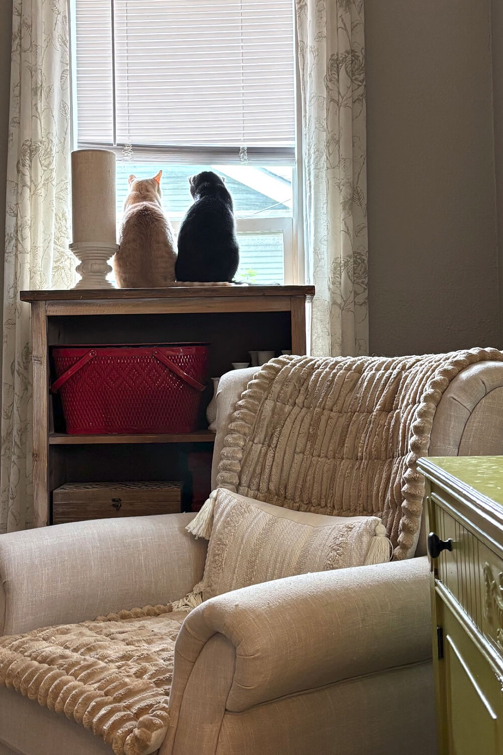 A weekly update + porch plants with Simon and Daisy up on the cupboard looking out the window.