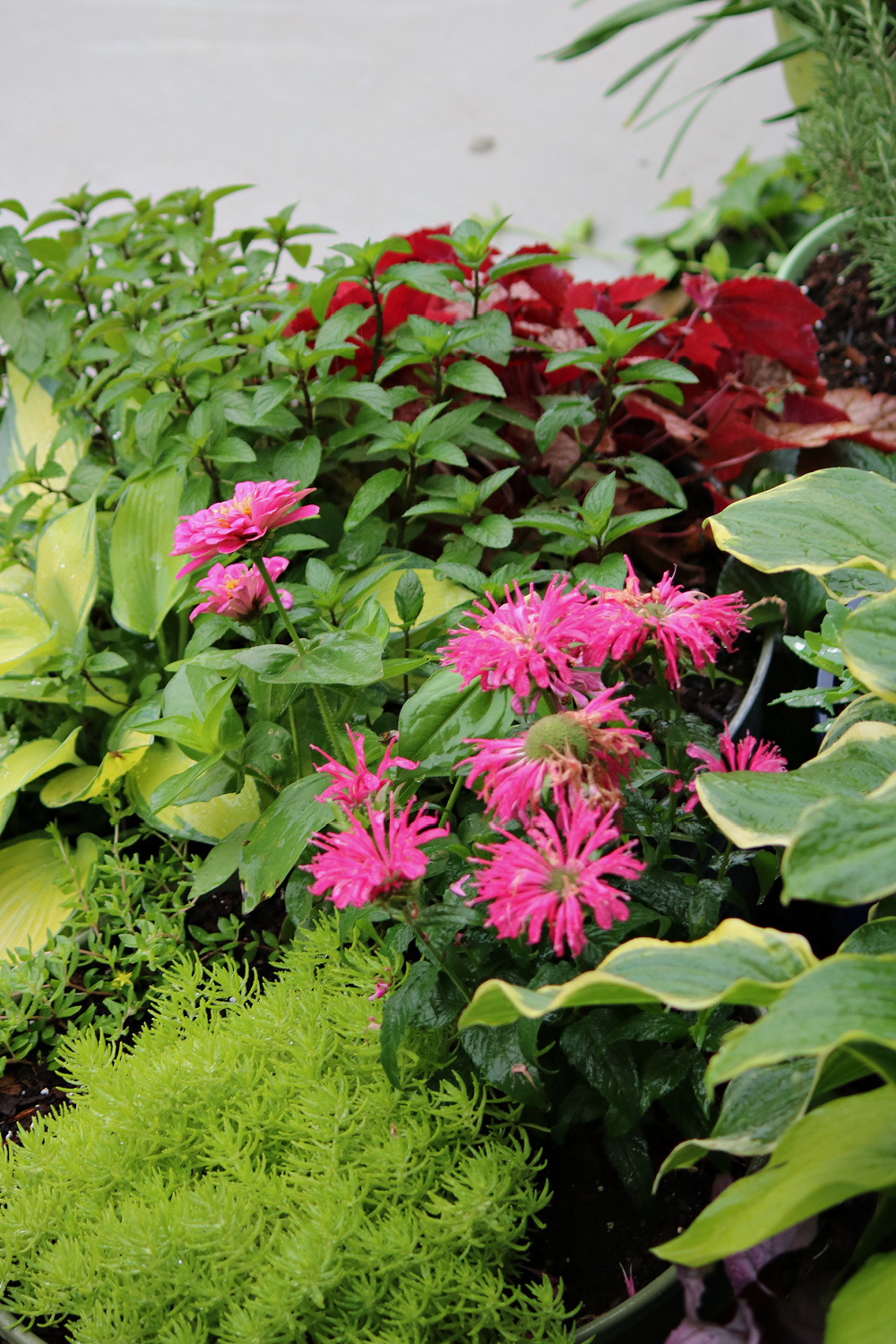 A weekly update + porch plants of the pink bee balm in the front bed, surrounded by hostas and sedum and peppermint.