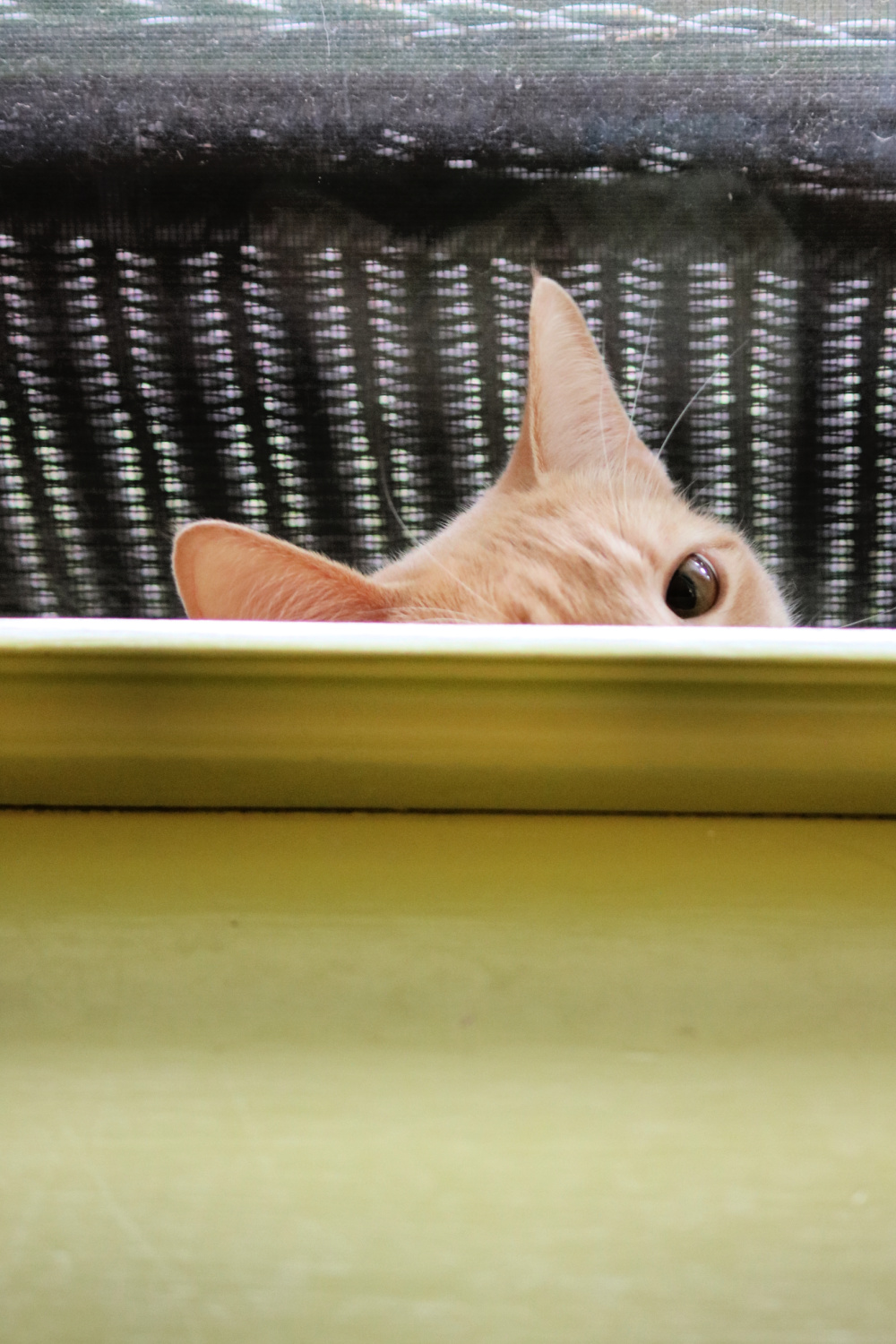 A weekly update + porch plants with Daisy on the front windowsill looking at me with one eye. She watches birds from there.