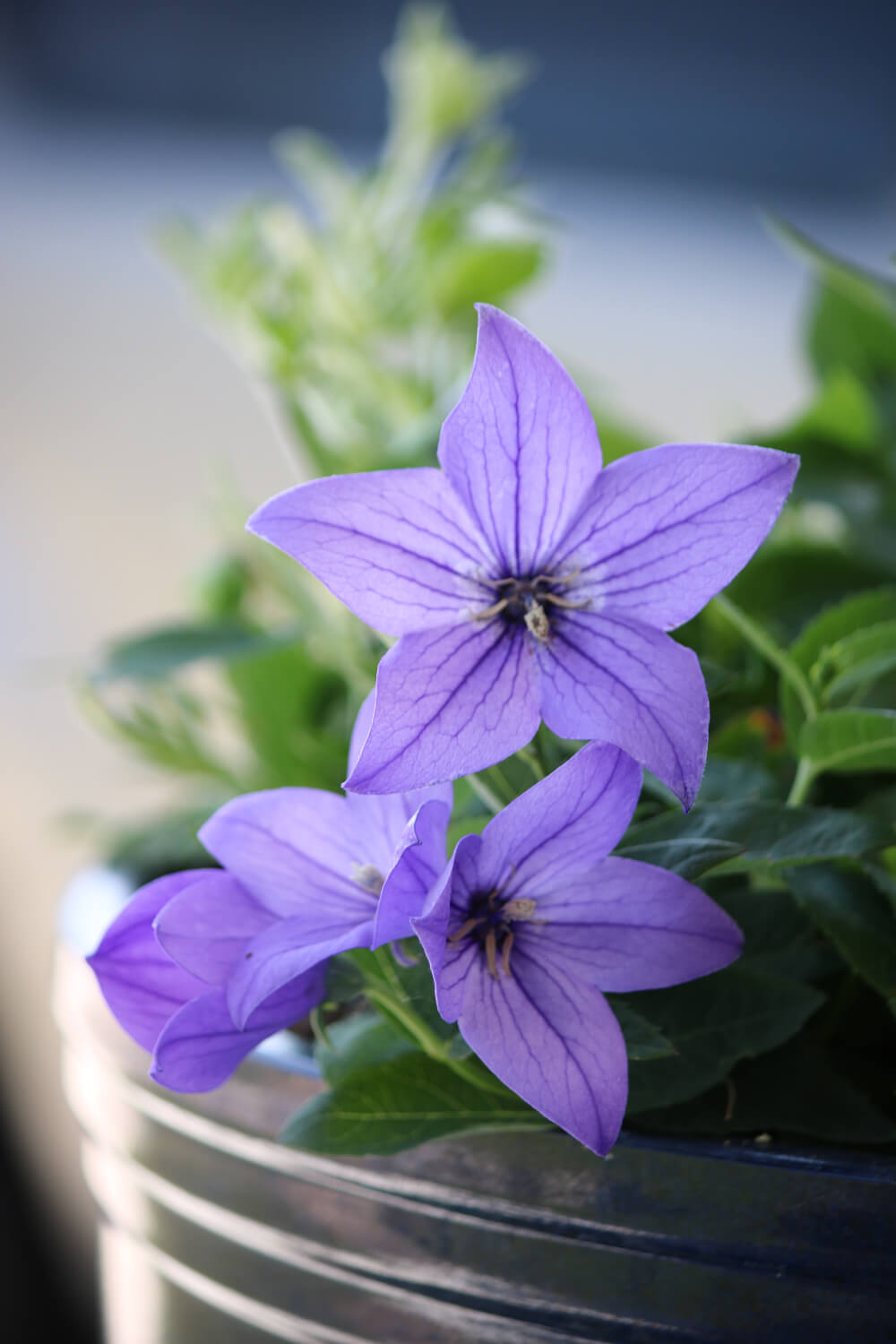 In Daisy and the Chapstick,, this is a purple balloon flower.
