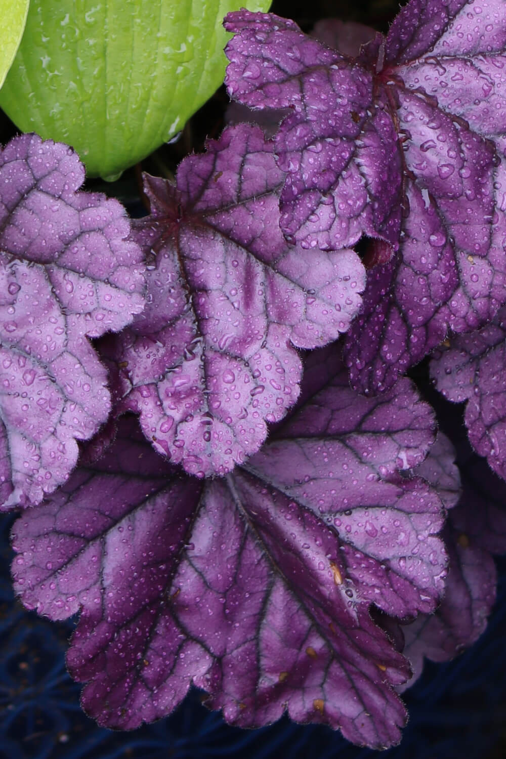 Purple coral bells.