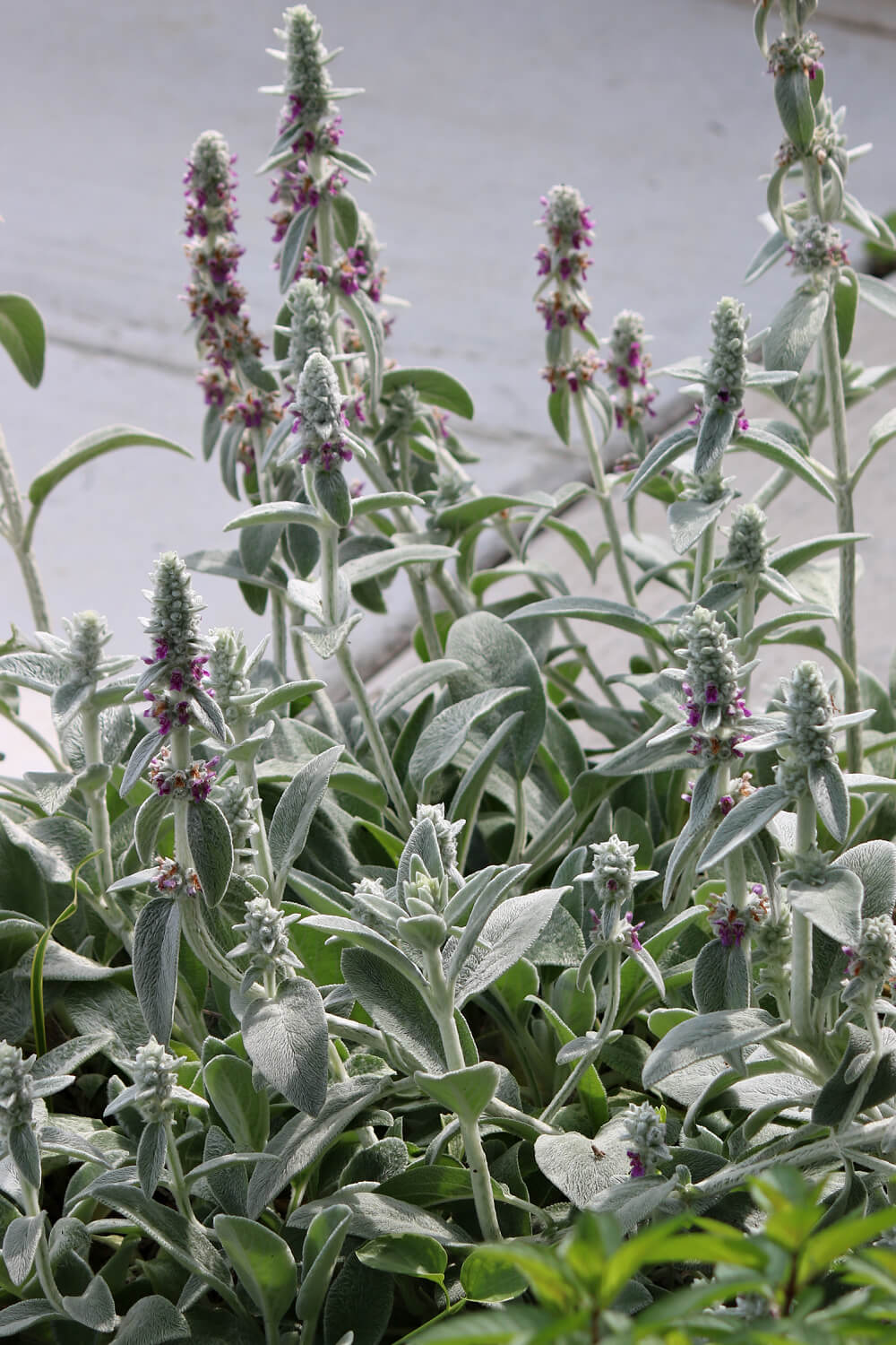 Lamb's Ear blooming.