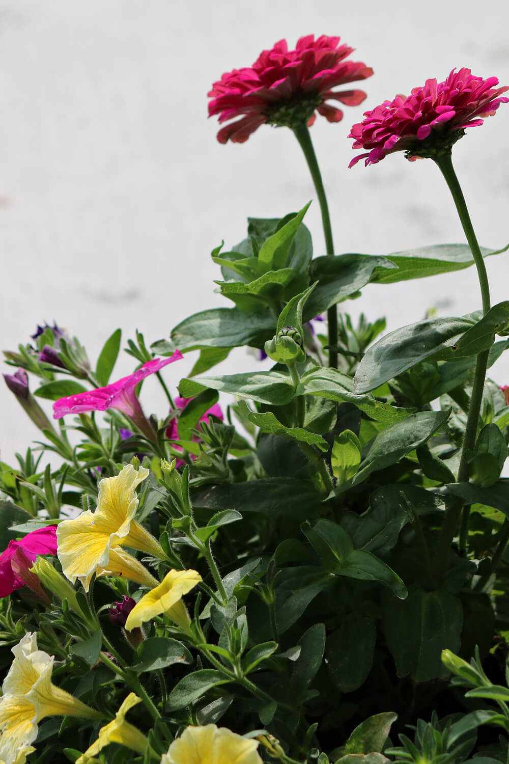 Zinnias and petunias.