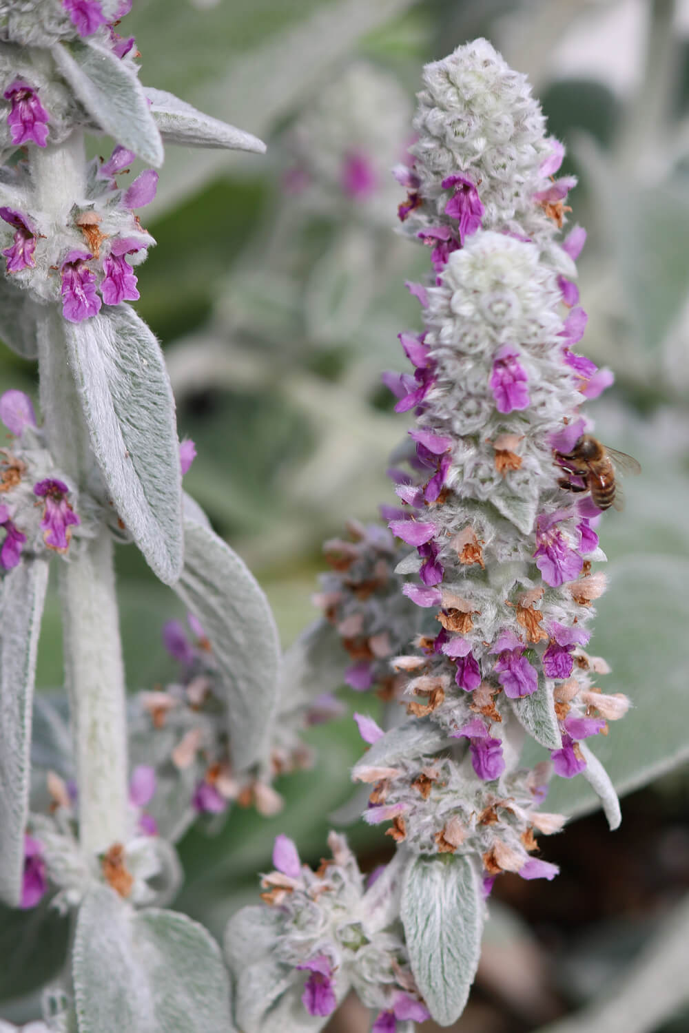 In Daisy and the Chapstick,, bees are swarming the Lamb's Ear in my container garden.