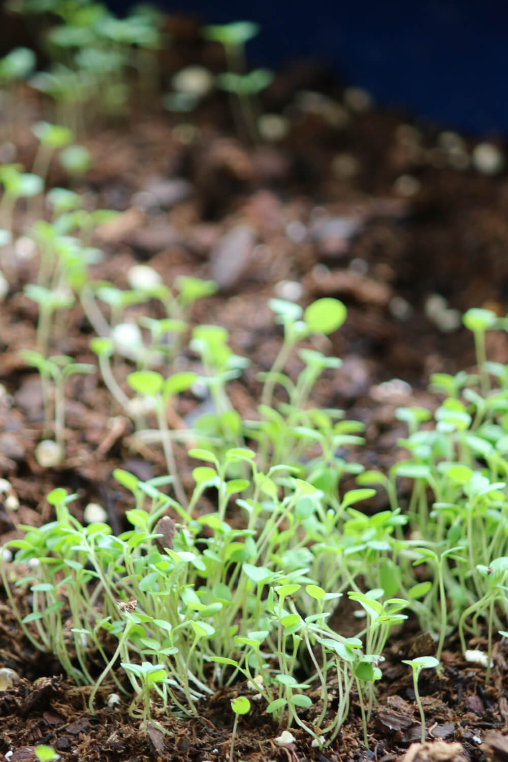 In Daisy and the Chapstick,, these are the alyssum seedlings I planted.