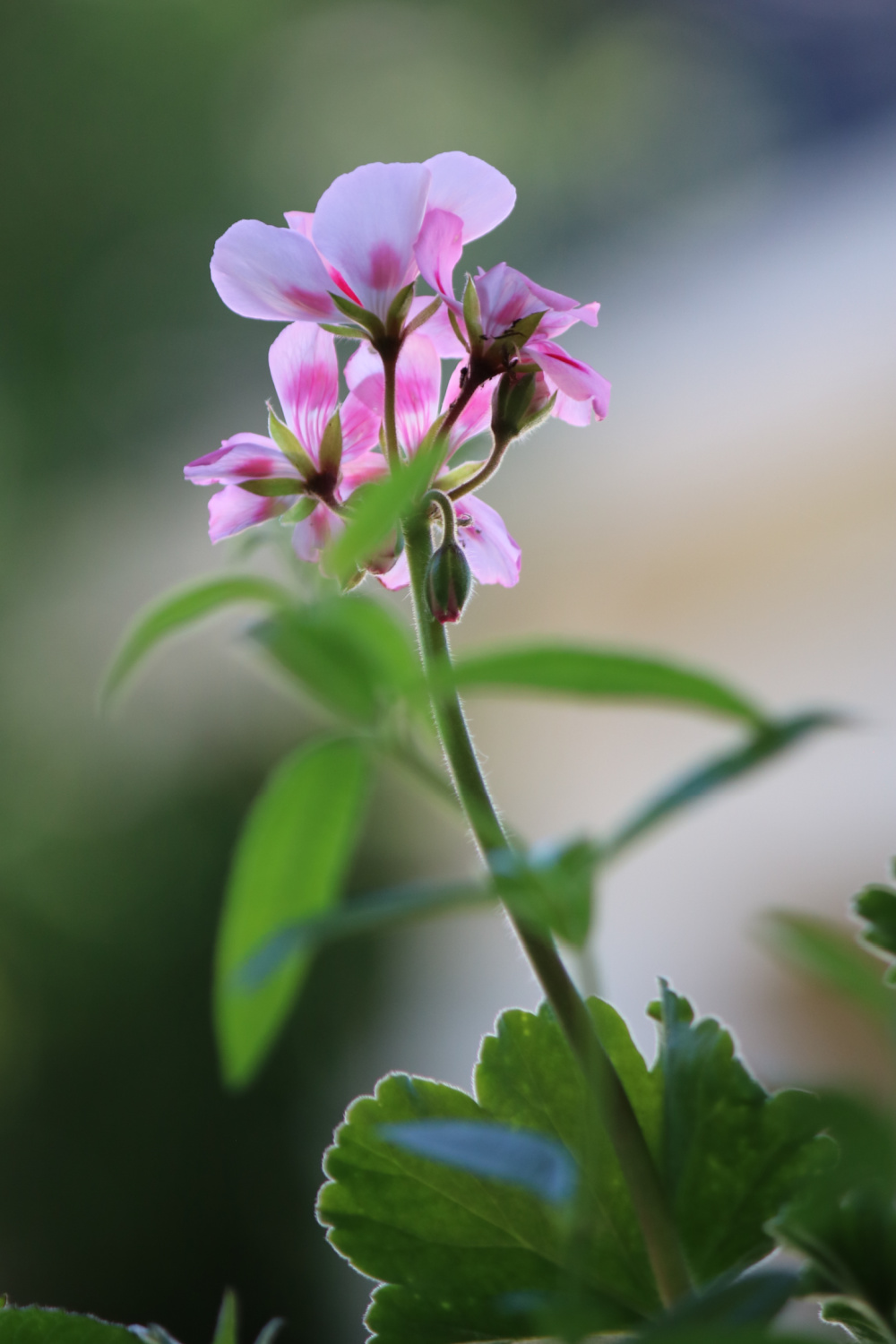 In container garden progress & kitty photos,  this is this year's geranium.